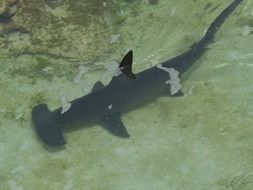 shark hammer in the sea