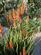 Tropical flowers in the jungle
