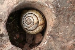 Snail in a garden close-up