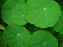 green leaves of nasturtium