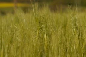 macro photo of barley field