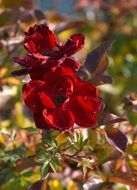 withered rose in the garden