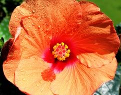 red hibiscus flower after rain