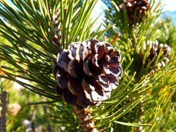 brown cones and green pine needles