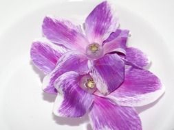 closeup photo of Purple cyclamen flowers