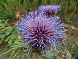 fluffy bud of thistle