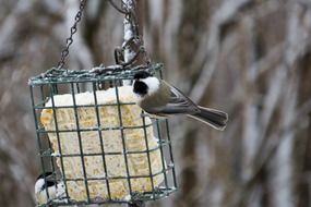 incredible passerine bird