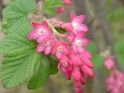 Pink blossom in summertime