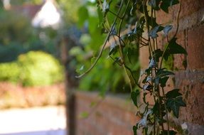 Branch on the wall