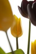 yellow and deep purple tulips at white background