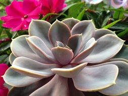 wonderful cactus flower