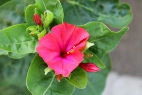 enchanting mirabilis jalapa flower