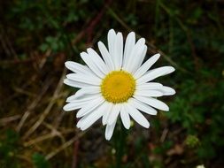 fascinating daisy white flower