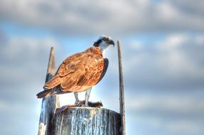 cloudy sky over a big brown bird