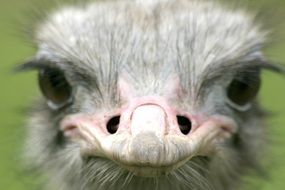 portrait of a ostrich on a farm