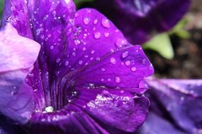 purple petunia in water drops
