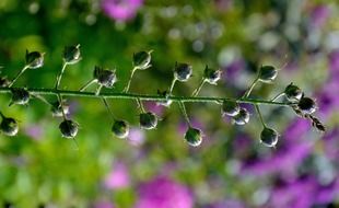 wild purple flowers on blurred background