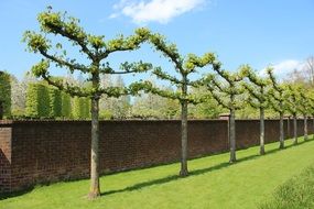 trees nature garden