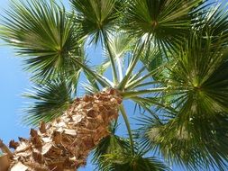 palm tree under a clear blue sky