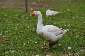 white cute goose on the field