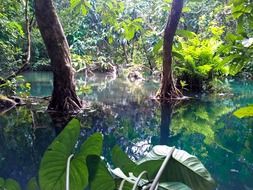 mangroves in laos on a sunny day