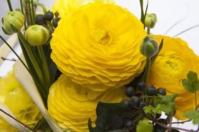 Ranunkulyus - flowers of bride.