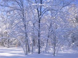 fluffy snow on tree branches in the park