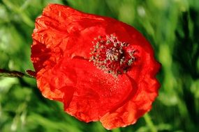 red poppy flower