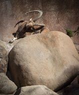 mountain goat among huge stones