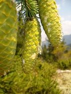 green cones on a tree