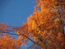 fall oak tree with goldeb leaves