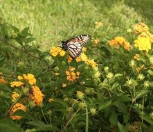 black and white butterfly on bright colors