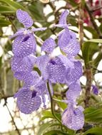 blue vanda orchid