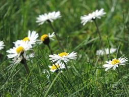 extraordinarily beautiful meadow flowers