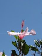 hibiscus flower on blue sky background