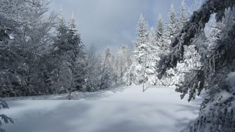 snow cover in the forest in the Pyrenees