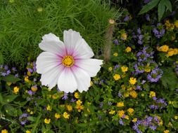 natural flower on the flowerbed