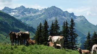 dairy cows on a mountain meadow