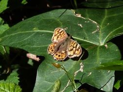 tiger butterfly on a green leaf