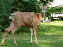 deer near the green bush