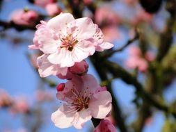 almond flower on tree close-up on blurred background