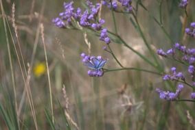 Beautiful Limonium, sea-lavender blooming plant with beautiful blue butterfly among the grass