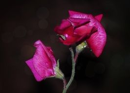red flower of sweet peas on a dark background