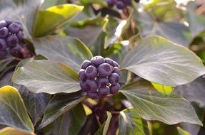Harvest of blue berries