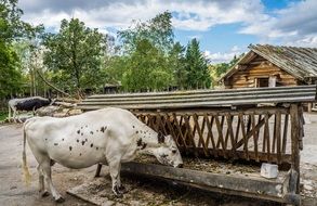 picture of cattle on a livestock