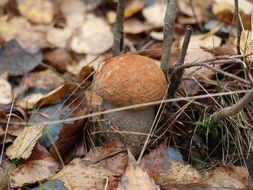 delicious autumn mushroom