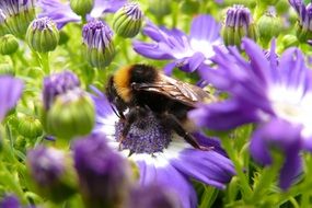 bumblebee pollinating blossom