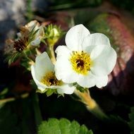 strawberry flowers in nature