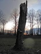 mushrooms on dead tree stump at the sunset