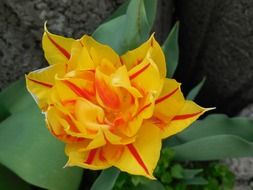 closeup photo of natural bright orange flower in spring